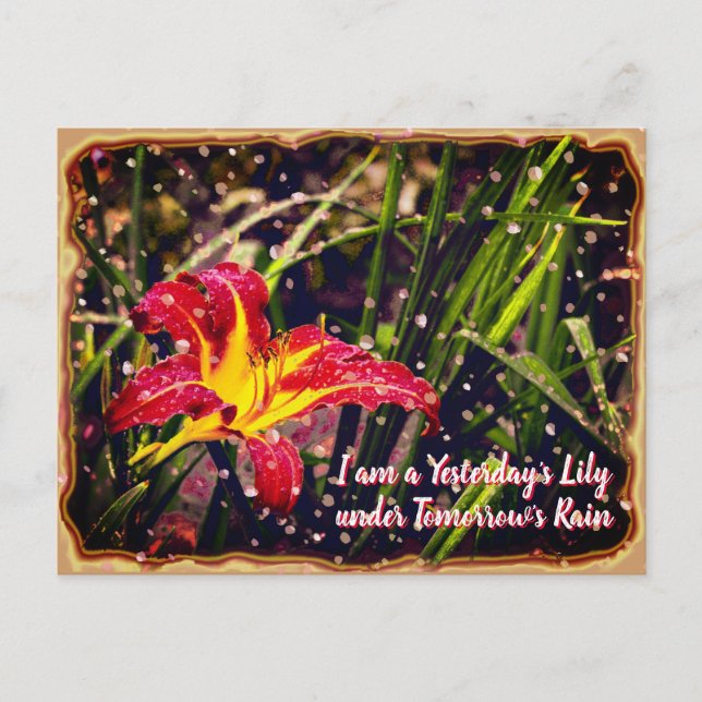 Gestern Lily in Tomorrow Rain Postkarte (Vorderseite)