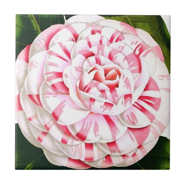 Gestreifte Candy-Cane-Kamelie Fliese (Vorderseite)