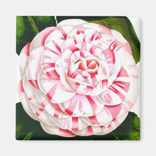 Gestreifte Candy-Cane-Kamelie Magnet