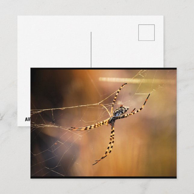 Gestreifte Radnetzspinne Postkarte (Vorne/Hinten)