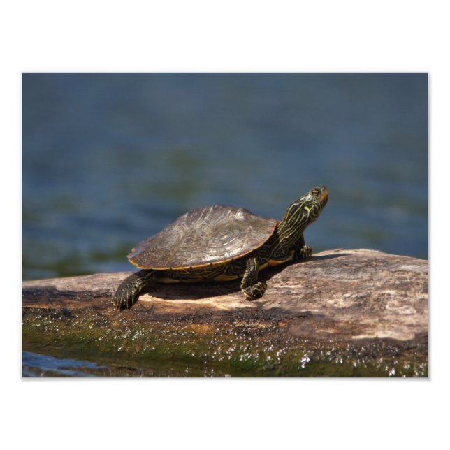Gestreifte Schildkröte Fotodruck (Vorne)