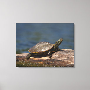Gestreifte Schildkröte Leinwanddruck