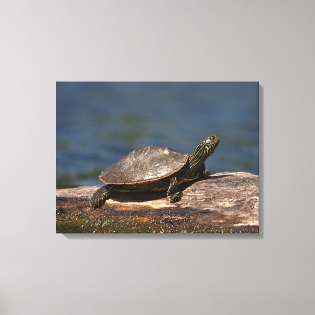 Gestreifte Schildkröte Leinwanddruck (Vorderseite)