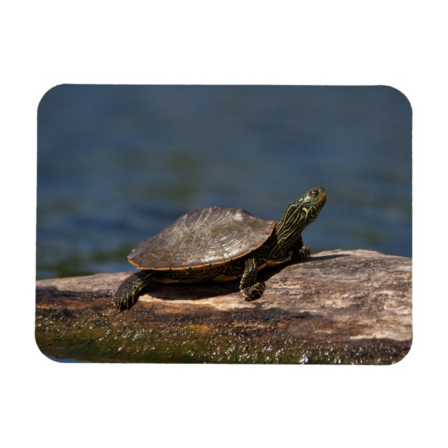 Gestreifte Schildkröte Magnet (Horizontal)