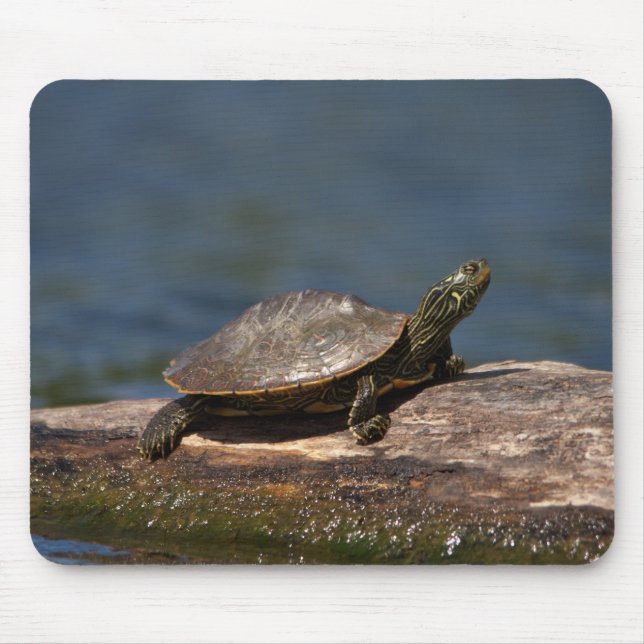 Gestreifte Schildkröte Mousepad (Vorne)