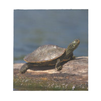 Gestreifte Schildkröte