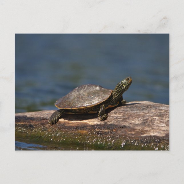 Gestreifte Schildkröte Postkarte (Vorderseite)