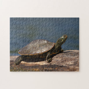Gestreifte Schildkröte Puzzle