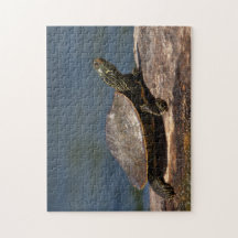 Gestreifte Schildkröte