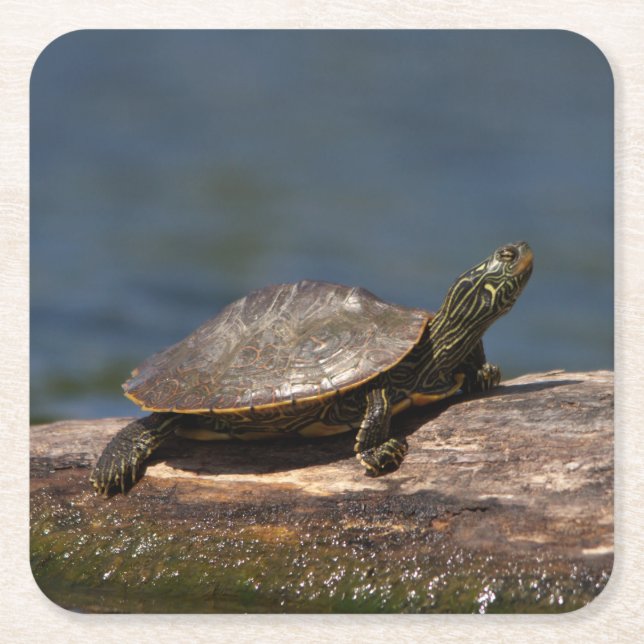 Gestreifte Schildkröte Rechteckiger Pappuntersetzer (Vorderseite)