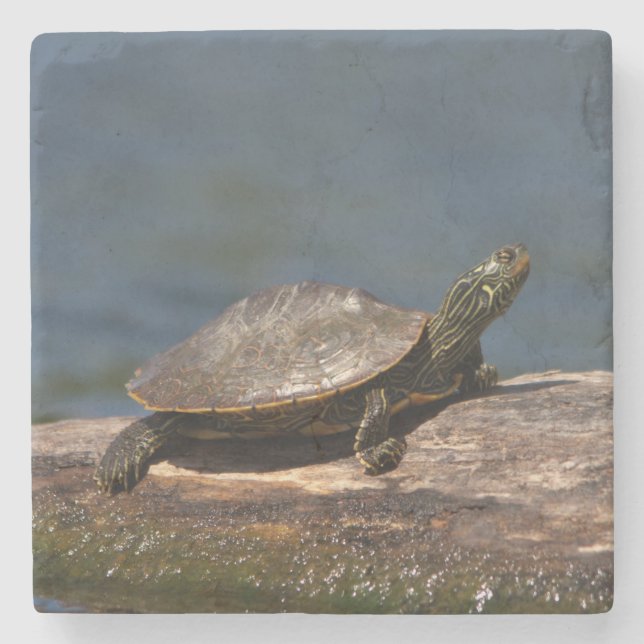 Gestreifte Schildkröte Steinuntersetzer (Vorderseite)