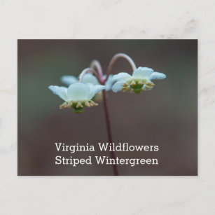 Gestreifte Wintergreen Virginia Postkarte