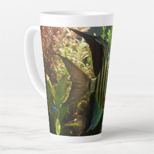 Gestreifter Altum-Segelflosser  Milchtasse