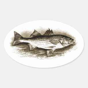 Gestreifter Barsch Logo (vintage) Ovaler Aufkleber