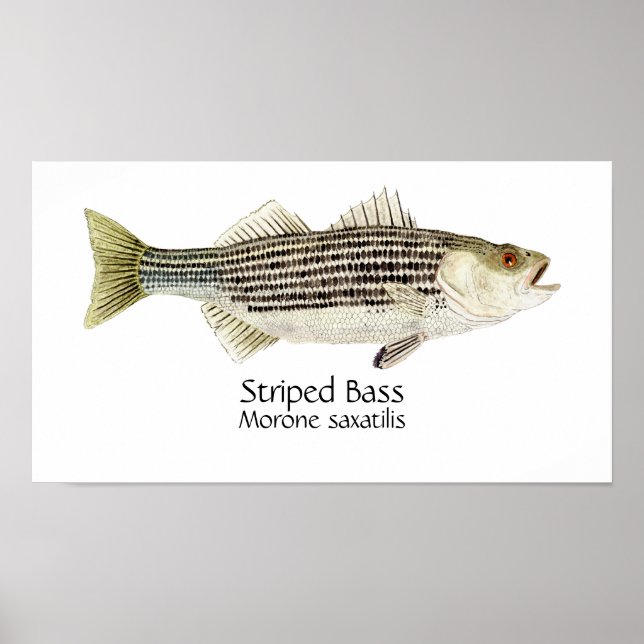 Gestreifter Bass Art Poster (Vorne)