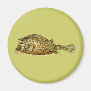 Gestreifter Kofferfisch Magnet