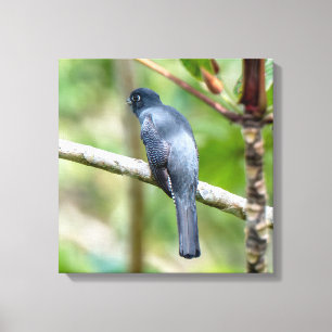 Gestreifter Veilchen-Trogon in Costa Rica Leinwanddruck