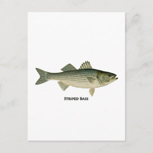 gestreiftes Bass-Logo Postkarte