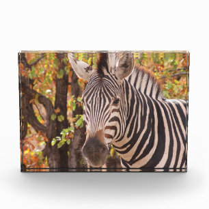 Gestreiftes Zebra Nahaufnahme in einem Mopani-Wald Fotoblock