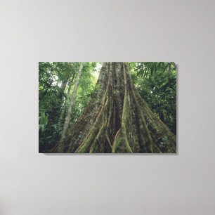 Gestützter Baum im Regenwald, Corcovado Leinwanddruck