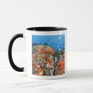 Gesunde Riffstruktur, Komodo Nationalpark Tasse