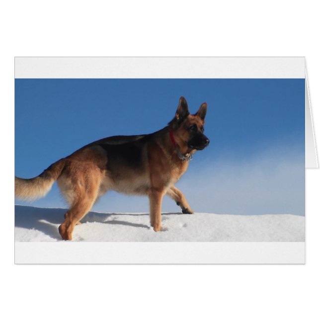 Gesunder und glücklicher deutscher Schäferhund (Vorderseite (Horizontal))