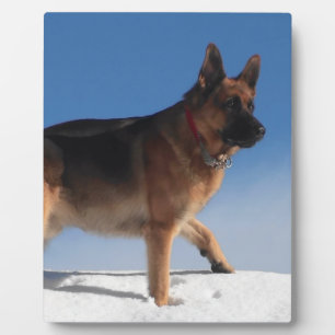 Gesunder und glücklicher deutscher Schäferhund Fotoplatte