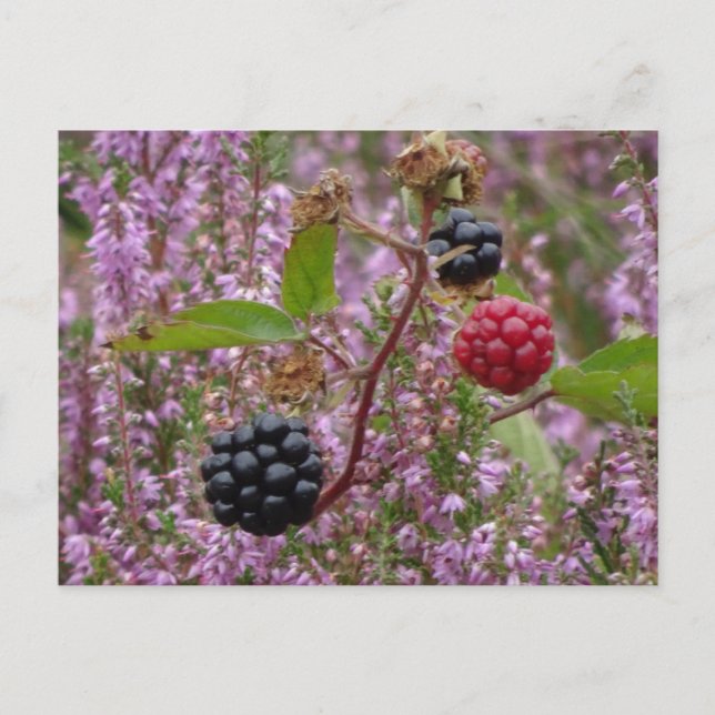 Gesundheit & BlackBerry DIY Postkarte (Vorderseite)