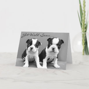 Get Well bald Boston Terrier Welpen Card Karte