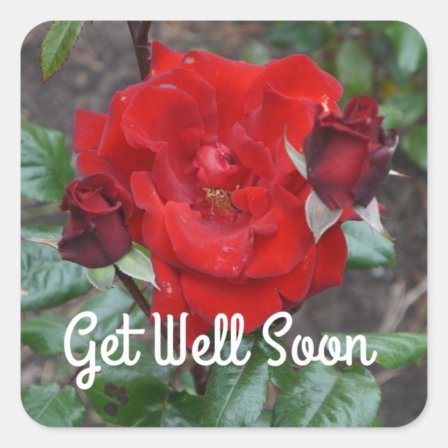 Get Well bald Crimson Bouquet Rose #1 Stickers (Vorderseite)