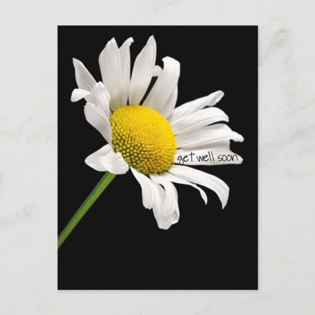 Get Well bald Daisy Postcard Postkarte (Vorderseite)