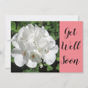 Get Well White Geranium Fotografy