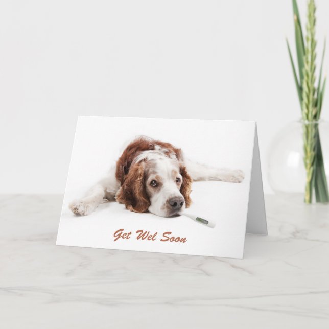 Get well with Welsch Springer Spaniel dog Karte (Vorderseite)
