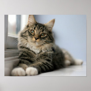 Getigerte Katze an einem Fenster Poster
