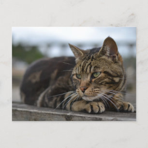Getigerte Katze bereit für Aktion in Devon Postkarte