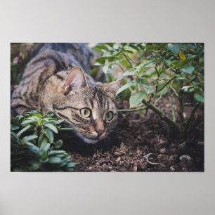 Getigerte Katze im Wald auf der Lauer Poster