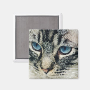 Getigerte Katze mit blauen Augen Nahaufnahme Magnet