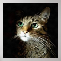 Getigerte Katze mit grünen Augen isoliert auf Schw