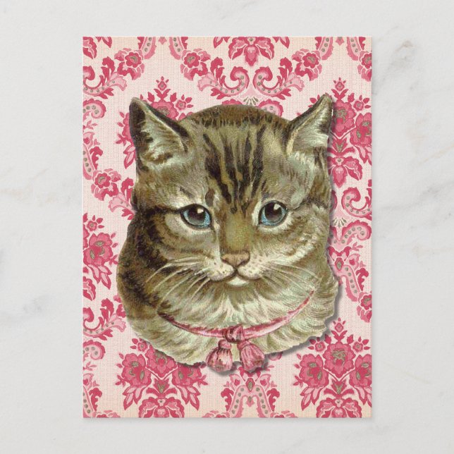 Getigerte Katze Postkarte (Vorderseite)