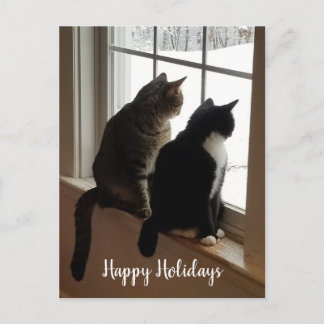 Getigerte & Schwarz-Weiße Katzen-Fenster-Postkarte Postkarte