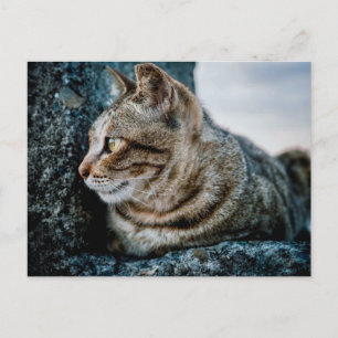 Getigertes Katzenprofilporträt auf rauer Steinpost Postkarte