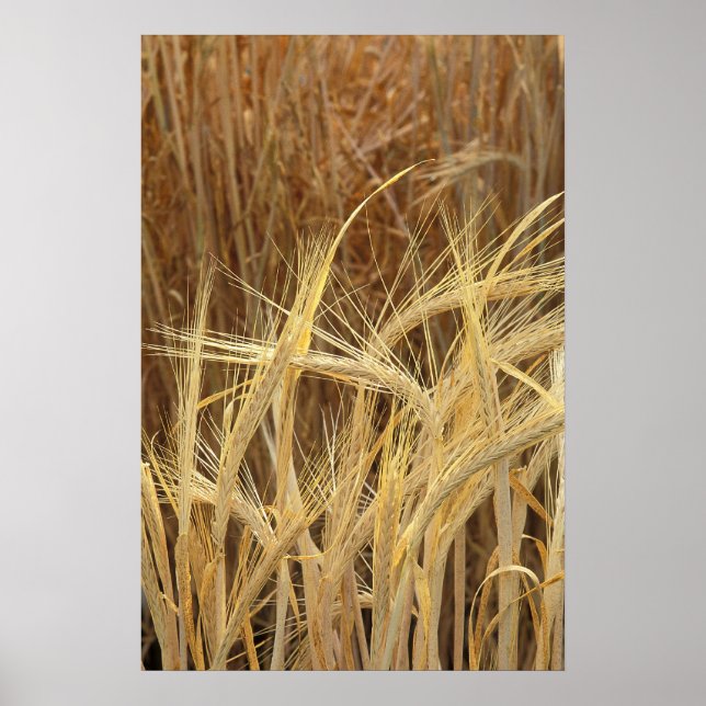 Getreide Poster (Vorne)