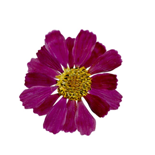 Getrocknete Blume Wasserfarbe Bridal Dusche Einlad Einladung (Von Creator hochgeladen)