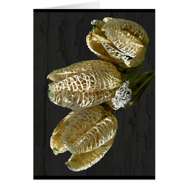 Getrocknete Lily Seed Pods (Vorne)