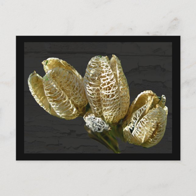 Getrocknete Lily Seed Pods Postkarte (Vorderseite)