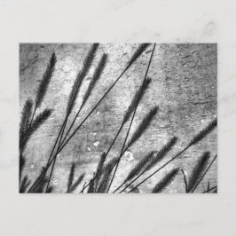 Getrocknete Rasen Betonwand Schwarz-Weiß Postkarte