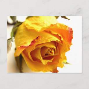 Getrocknete Rose Postkarte