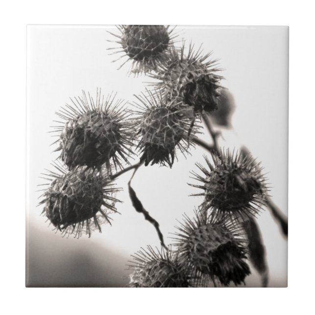 Getrockneter Dock Fliese (Vorderseite)