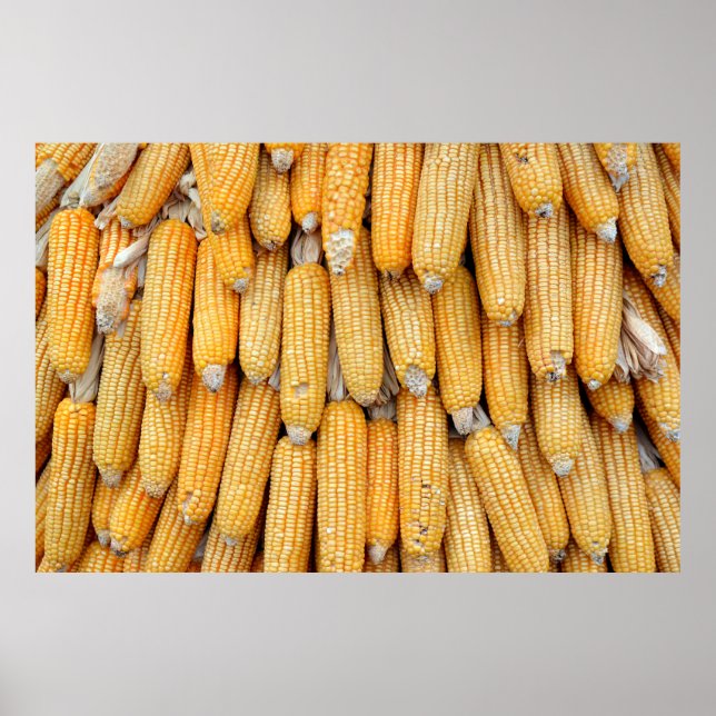 Getrockneter Mais, der gestapelt wurde. Poster (Vorne)