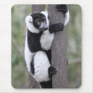 Getrumpfter Schwarzweiss-lemur auf Baum Mousepad